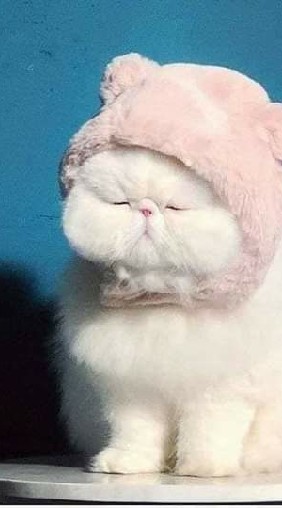 คนรักน้อนแมว