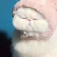 คนรักน้อนแมว