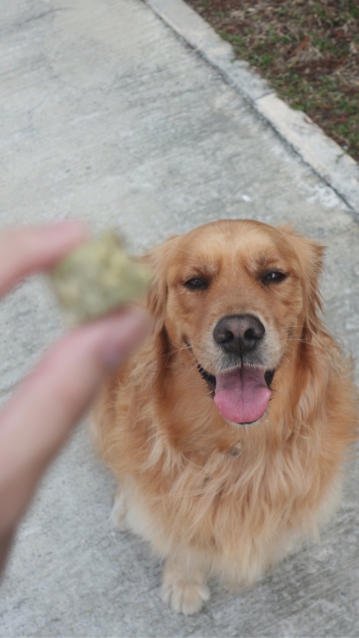 狗狗來襲