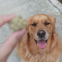 狗狗來襲