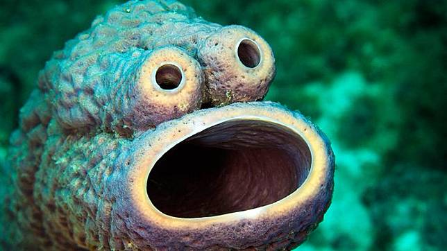 Singa Putih Sampai Kepiting Laba Laba 7 Hewan Misterius Yang