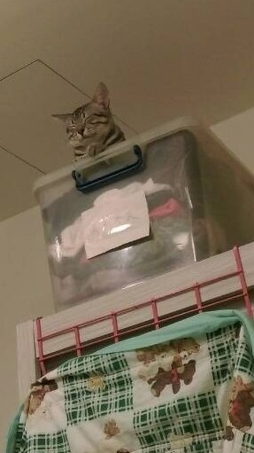 股東紀念品獲利術管理員專屬群