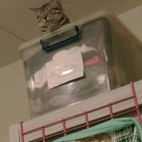 股東紀念品獲利術管理員專屬群