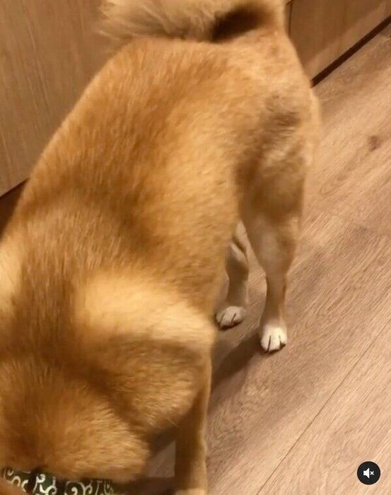 待て をしっかり守るおりこうさんの柴犬 ゴハンへの集中度が いぬのきもちnews
