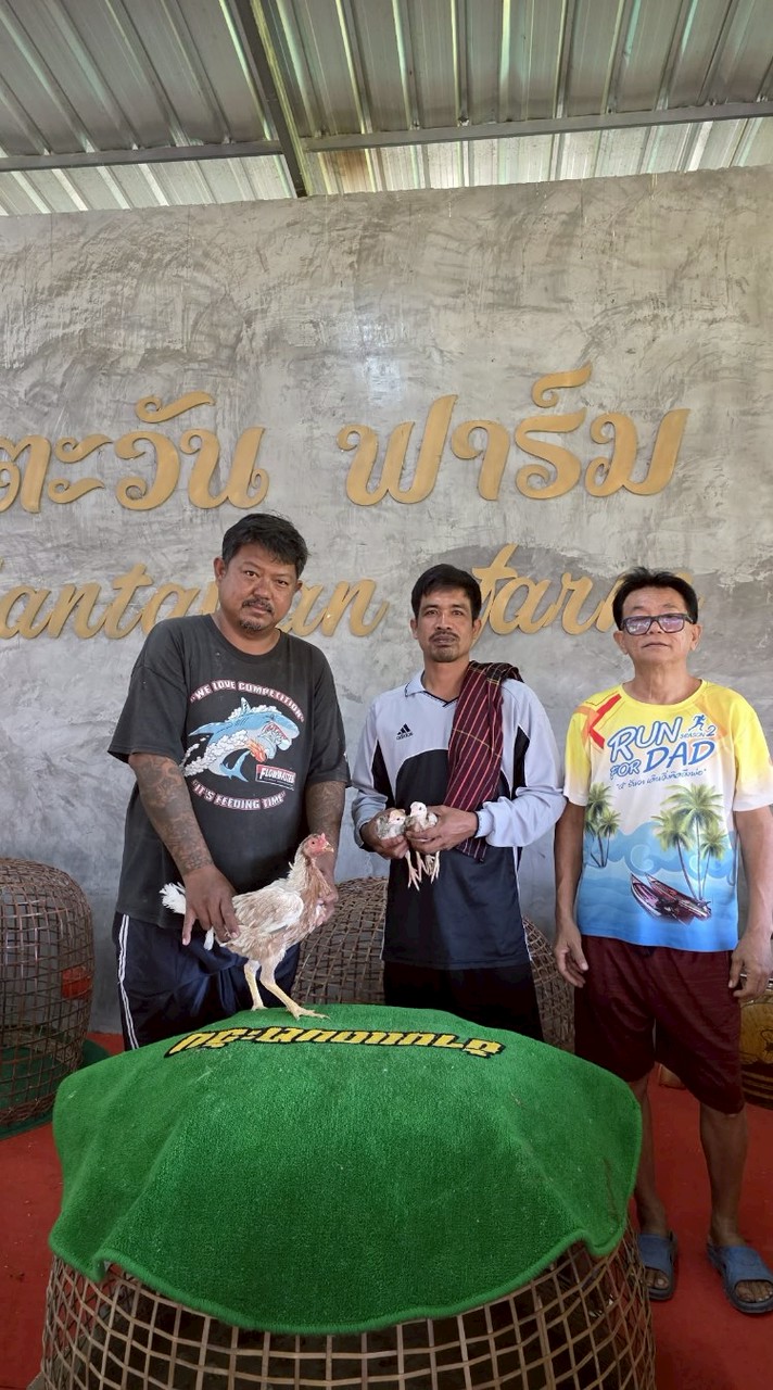 ชลิดาฟาร์ม สังกัดบ้านแดนตะวันฟาร์ม