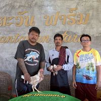 ชลิดาฟาร์ม สังกัดบ้านแดนตะวันฟาร์ม