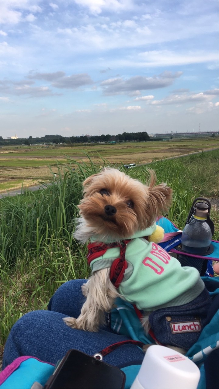 犬の写真を沢山送る大会！