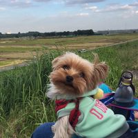 犬の写真を沢山送る大会！