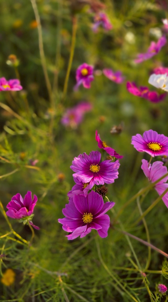 Study of Narrative 2025 sec 5