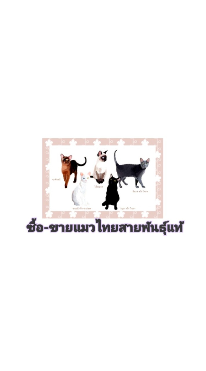 ซื้อ-ขายแมวไทยสายพันธุ์แท้