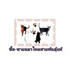 ซื้อ-ขายแมวไทยสายพันธุ์แท้