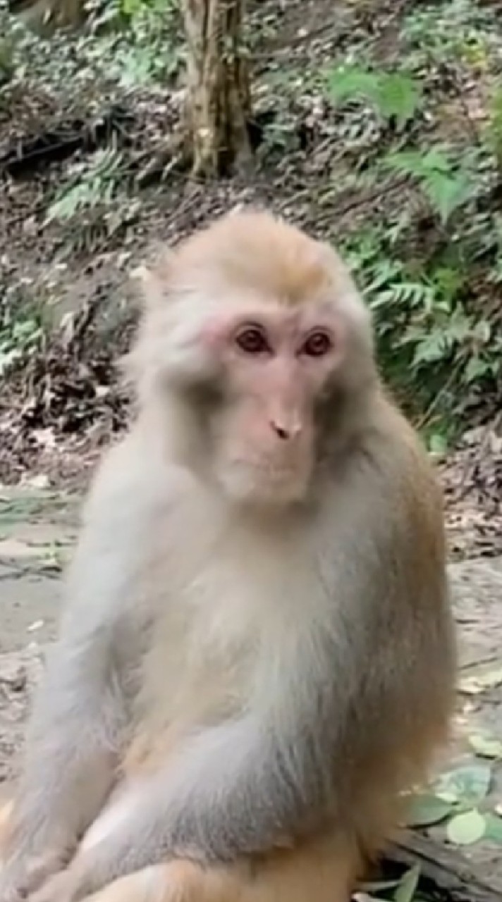 堯阿養鴿研究班