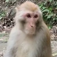 堯阿養鴿研究班