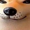 シバコ教