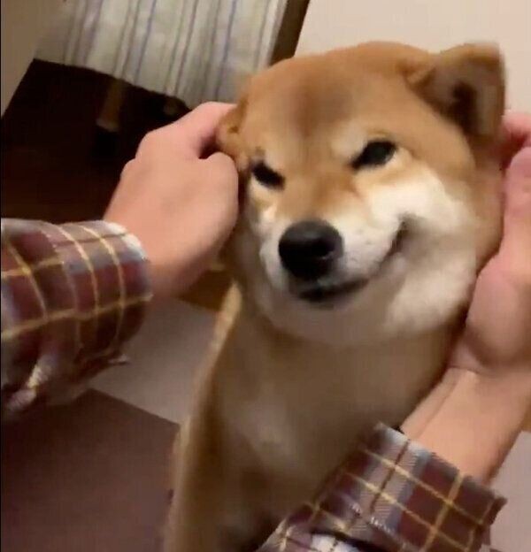 犬が飼い主さんに体をくっつける理由とは