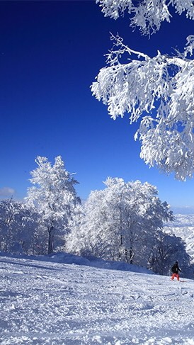 パウダー情報 powder snow•Japow