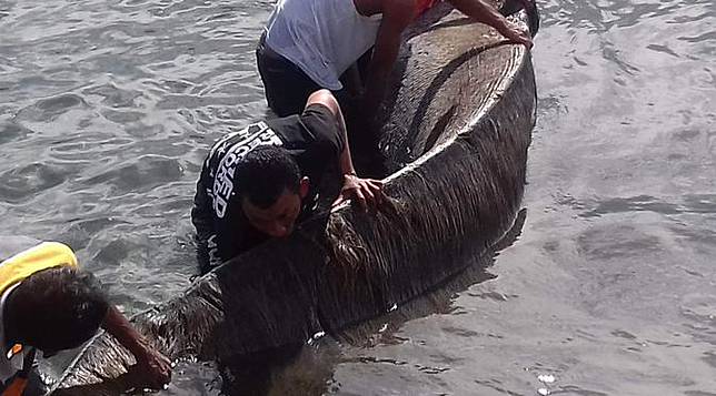 Misterius, Kulit Bangkai Paus di Maluku Terus Membesar