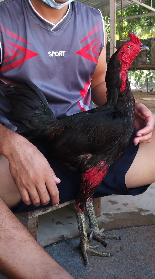 ซุ้ม.พญาชัย
