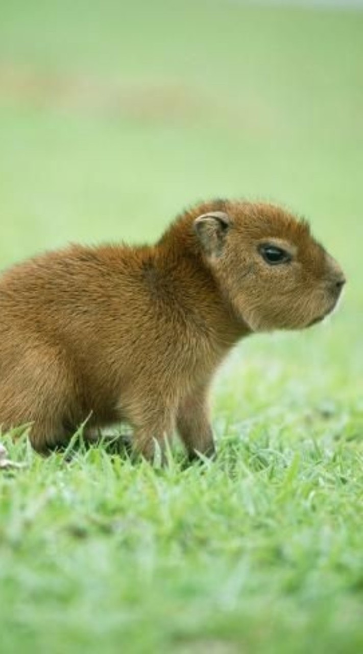 ♡♡•Capybara Lovers•♡♡
