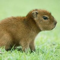 ♡♡•Capybara Lovers•♡♡
