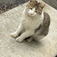 岩手県の朝おはようしたり、珍しいスタンプで遊んだり、少人数ならそれでも良いと僕は(私は)思うから