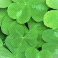 littleloot.cutie spoil 🍀