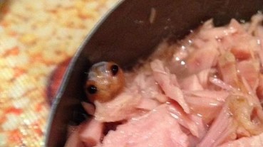 一名女子打開鮪魚罐頭後發現了一隻超可怕的「不明生物」 結果最後卻讓她感到非常開心！