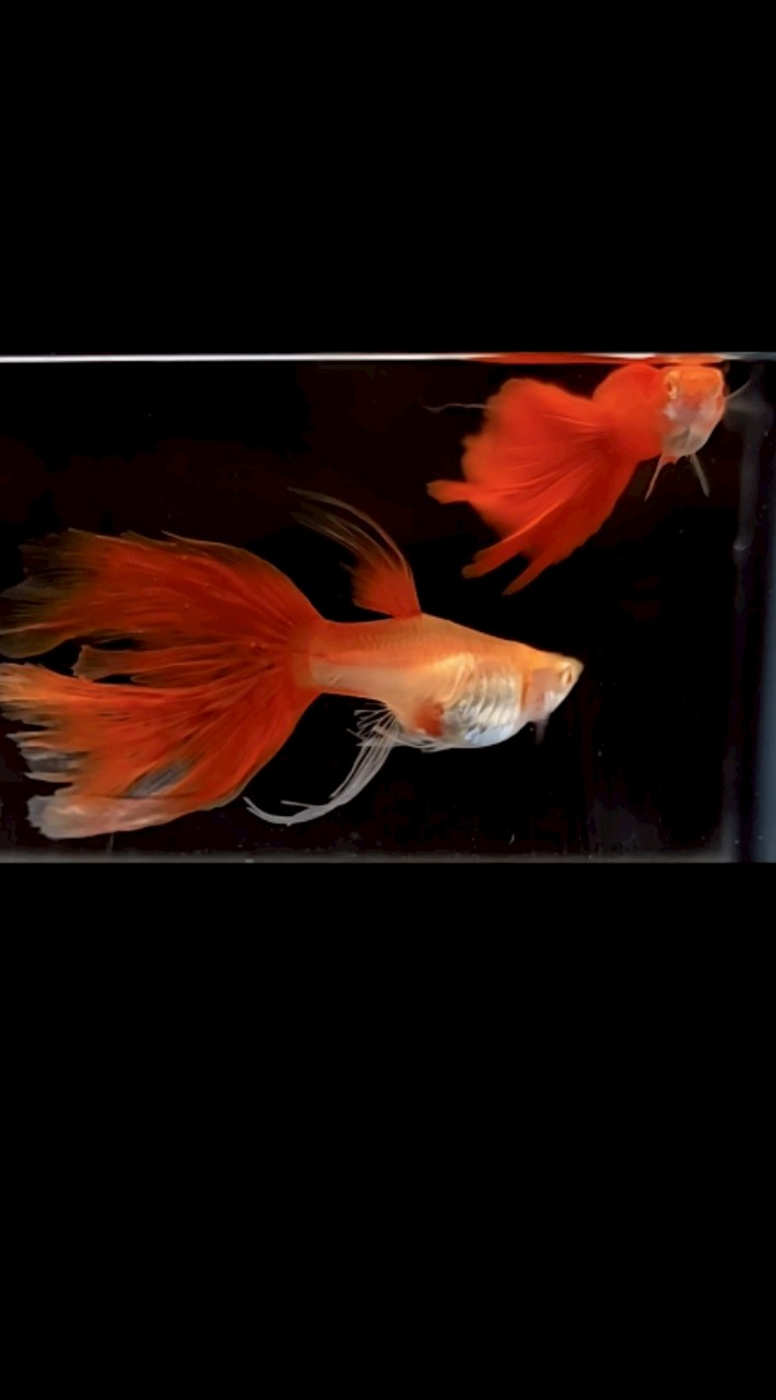 大頭仔＆魚樂無窮（孔雀魚交流站）
