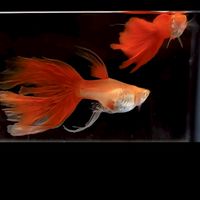 大頭仔＆魚你有約（孔雀魚.茉莉交流站）