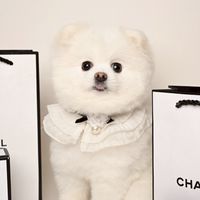 泡泡島-🐩🐕🐈🐈‍⬛