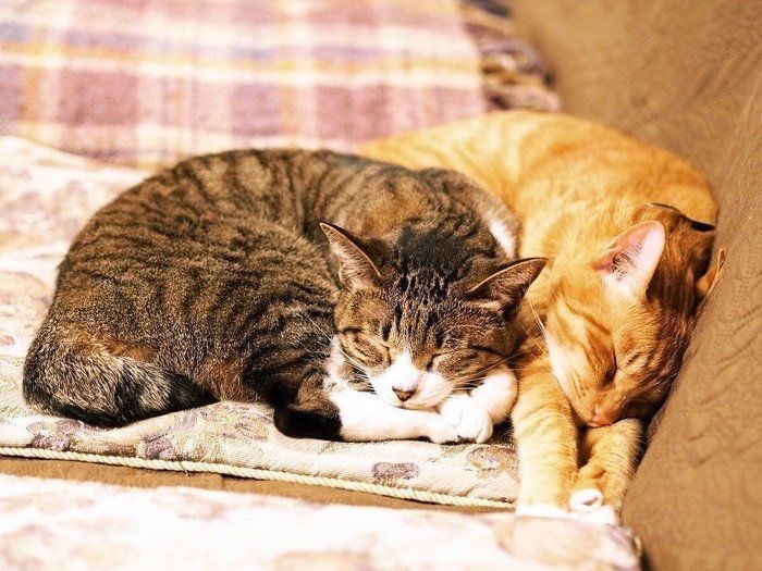 猫を飼うとゴキブリがいなくなる ってホント