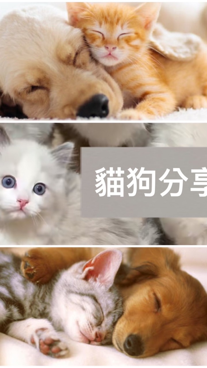 寵物日常分享 貓狗好物推薦
