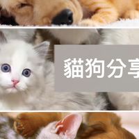 寵物日常分享 貓狗好物推薦