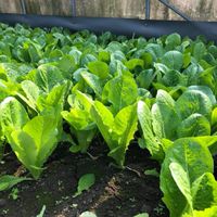 蔬香林  湖口在地青菜