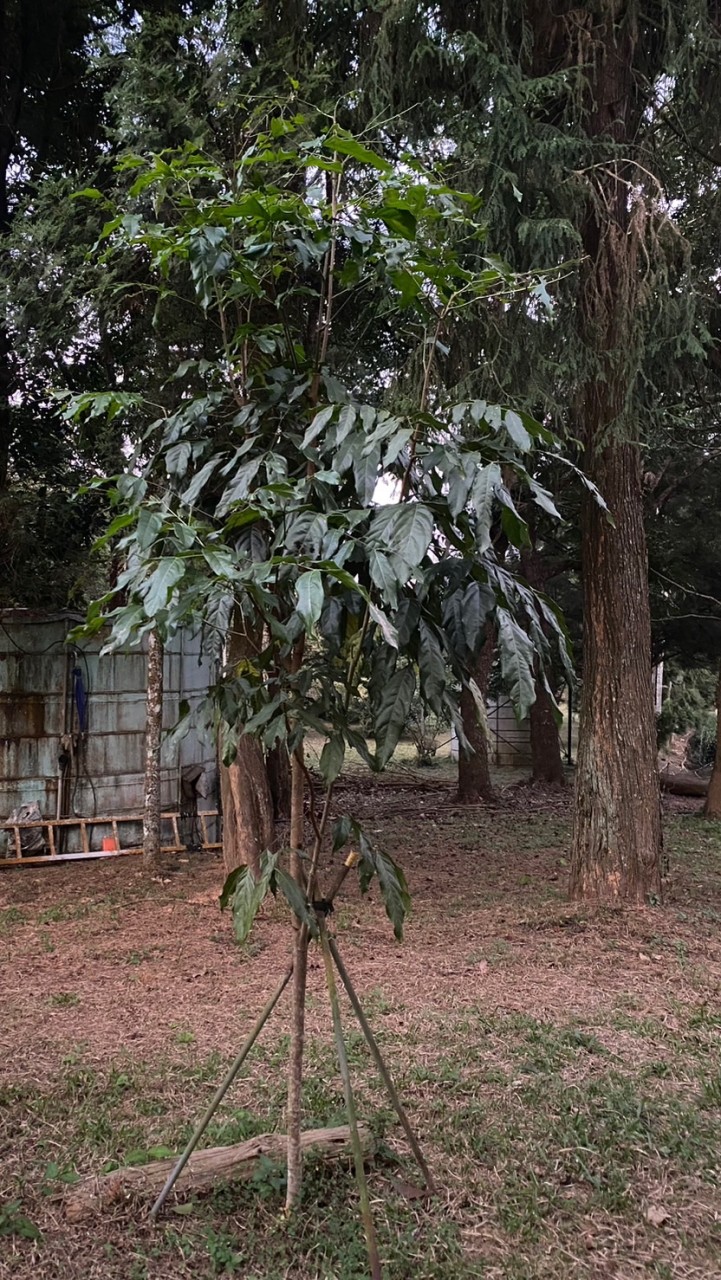 中部榴蓮東南亞植物種植分享