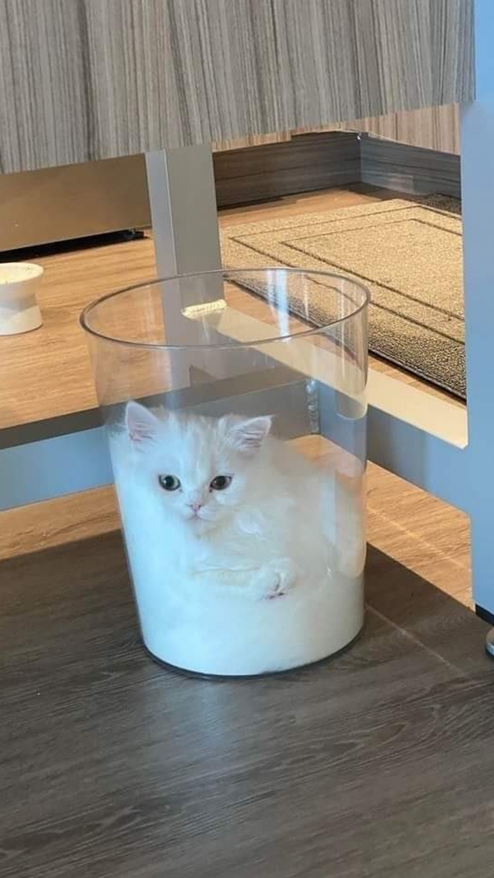 暗藍✕貓貓汁