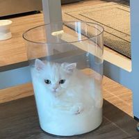 暗藍✕貓貓汁