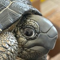 陸龜超市TORTOISE SUPERMARKET