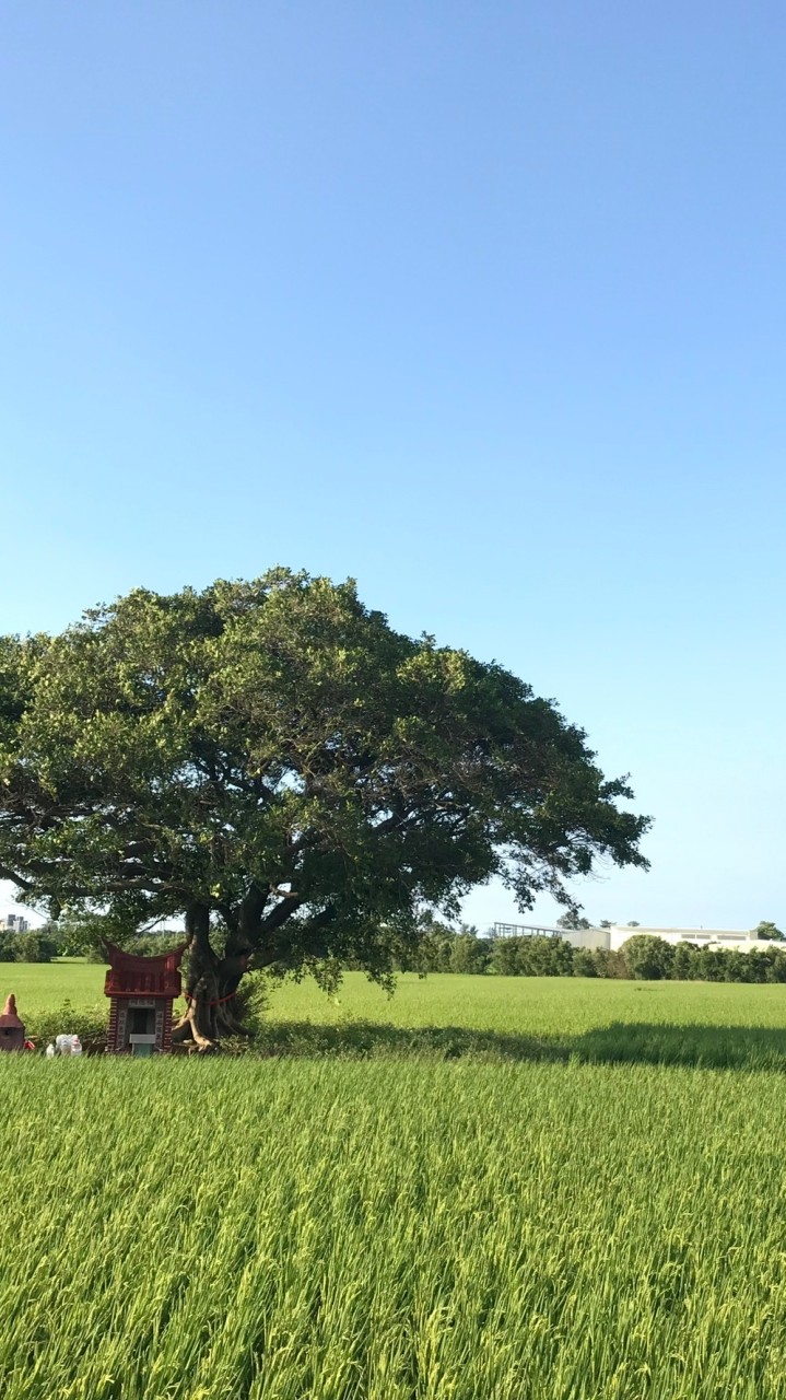 🎸渟渟的音樂教室🩵