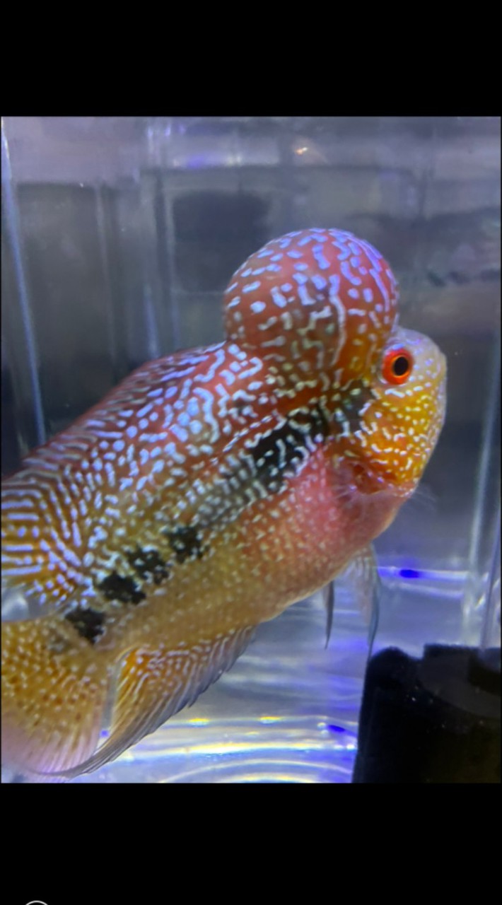 ~熊蓋讚水族~