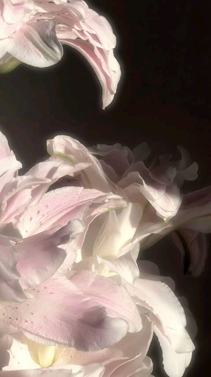 𓇼 Dek 70 together 🫸🏻♥️🫷🏻