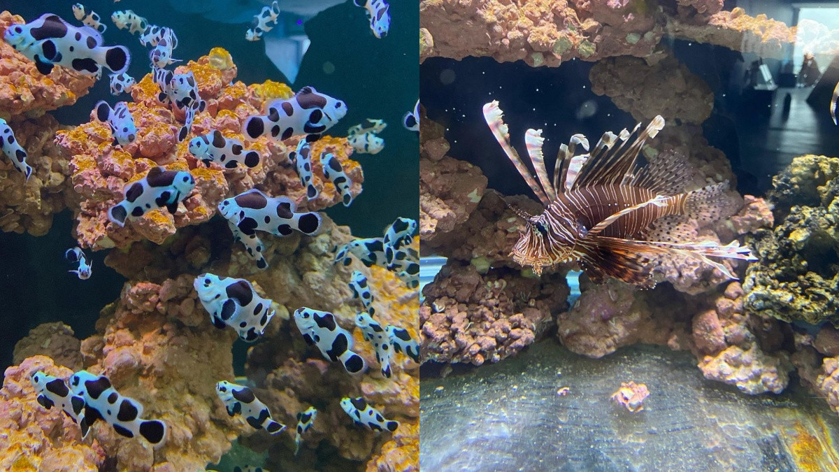 北北基首座「潮境智能海洋館」預計將在3月開幕！