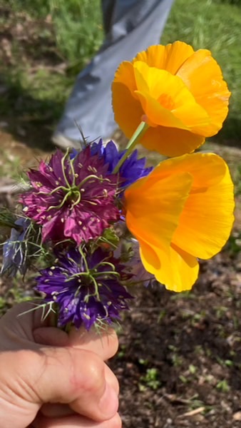 木場こどものにわ花つみ原っぱ