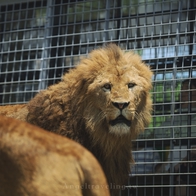 九州自然動物園2023🙈自駕遊最新攻略 8:50到預約9:40叢林巴士 - 安啾愛旅遊