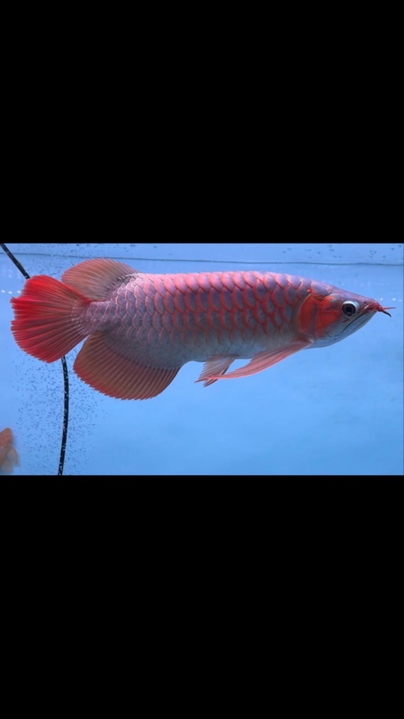 熊愛龍魚🐻