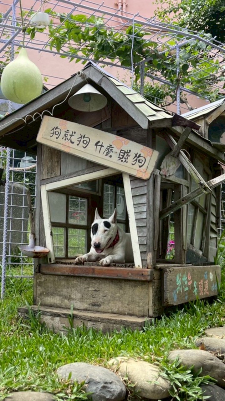 可愛動物旅遊團24h聊聊天