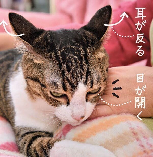 猫の 顔まわり の撫で方の正解 4つの部位別で解説