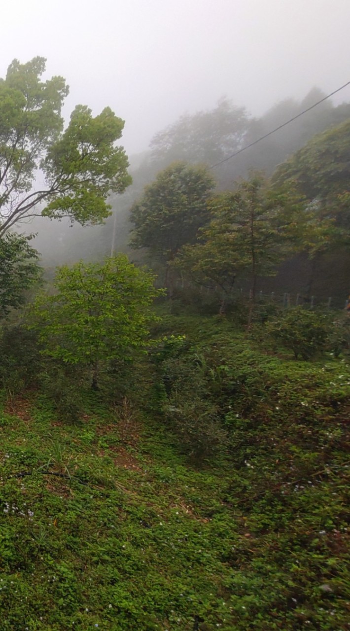 原生態茶園