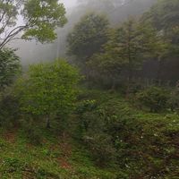 原生態茶園