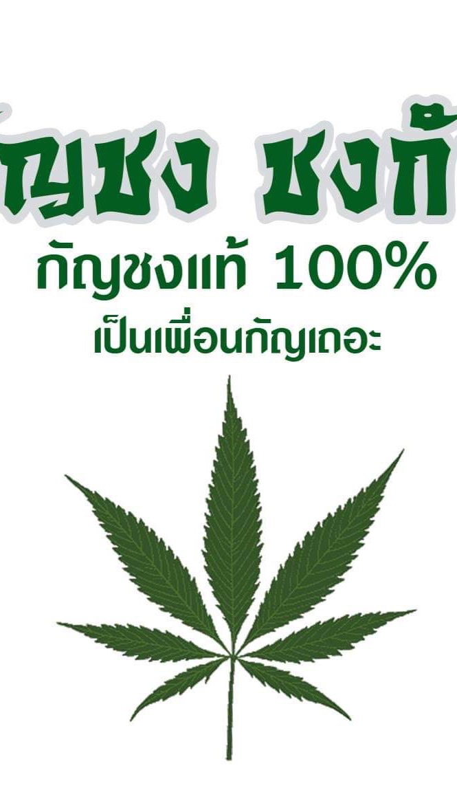 ชากัญชง สมุนไพร